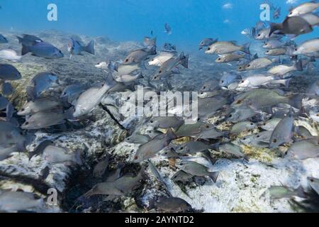 Hunderte von Mangrove Snapper (Lutjanus griseus) versammeln sich am Eingang zu den unterirdischen Quellen, um an einem kalten Wintertag in Florida warm zu bleiben. Stockfoto