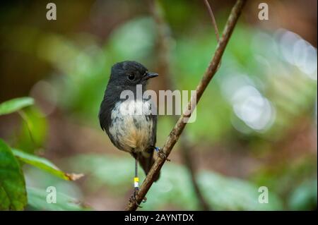 Ein neuseeländisches Robin (Petroica australis) am Vogelschutzgebiet auf Ulva Island, einer kleinen Insel im Paterson Inlet, die Teil von Stewart Island vor t ist Stockfoto