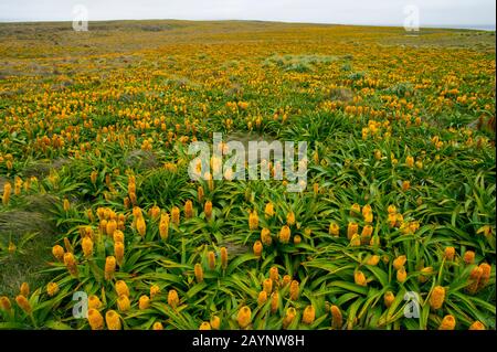 Ein Feld gelber Bulbinella-Rossii-Blumen, im Allgemeinen bekannt als Ross Lily, auf Enderby Island, einer subantarktischen Insel im archip der Auckland Islands Stockfoto