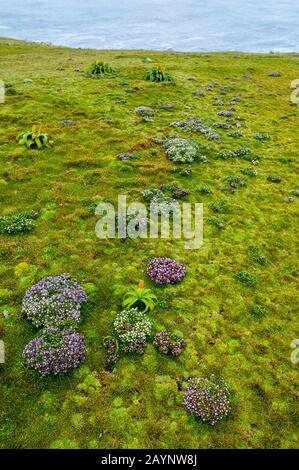 Enderby Island Gentian (Gentiana concinna) und gelbe Bulbinella Rossii Blumen, die allgemein als Ross Lily bekannt sind, auf Enderby Island, einem subantarktischen I Stockfoto