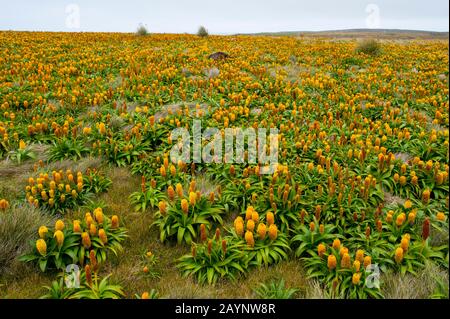 Ein Feld gelber Bulbinella-Rossii-Blumen, im Allgemeinen bekannt als Ross Lily, auf Enderby Island, einer subantarktischen Insel im archip der Auckland Islands Stockfoto