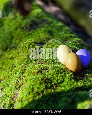 Natürliche Ostereier auf grünem, moosem Baumstamm im Wald Anfang Ostern, die ersten Sonnenstrahlen im Jahr Stockfoto