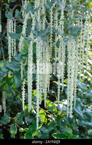 Garrya Elliptica "James Roof". Silbrig grüne Katzinnen des Seidenasselbaums im Winter. GROSSBRITANNIEN. Stockfoto