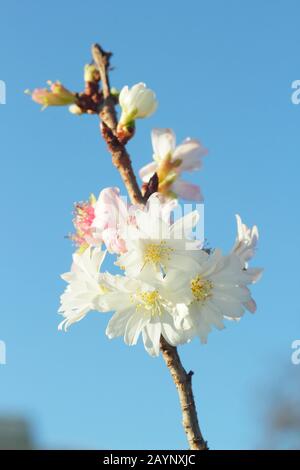 Prunus × subhirtella 'Autumnalis'. Winterblütenkirsche im Januar. GROSSBRITANNIEN Stockfoto