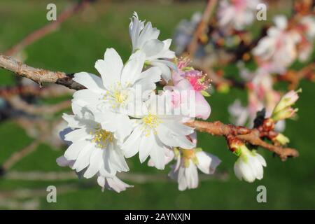 Prunus × subhirtella 'Autumnalis'. Winterblütenkirsche im Januar. GROSSBRITANNIEN Stockfoto