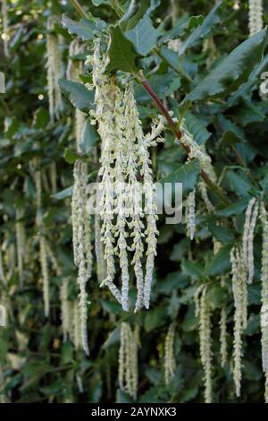 Garrya Elliptica "James Roof". Silbrig grüne Katzinnen des Seidenasselbaums im Winter. GROSSBRITANNIEN. Stockfoto