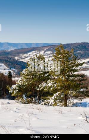 Winterwald an einem sonnigen Tag Stockfoto