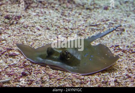 Nahaufnahme eines blau gefleckten Stachelgraues, der auf dem Boden liegt, tropische Fischspezialitäten aus Asien Stockfoto