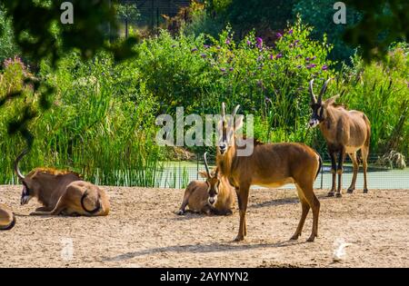 Roan-Antilope-Herde zusammen, tropische Tierspezialitäten aus der Savanne afrikas Stockfoto