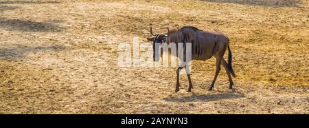 Einzelne Ostweiß bärtige wildebechende Wanderung durch den Sand, tropische Antilope Specie aus Afrika Stockfoto