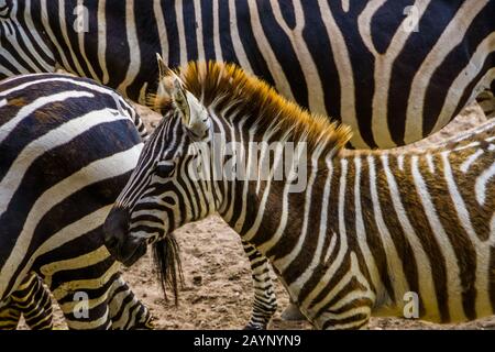 Grant's Zebra mit seinem Gesicht in Nahaufnahme, tropische Wildpferd Specie aus Afrika Stockfoto