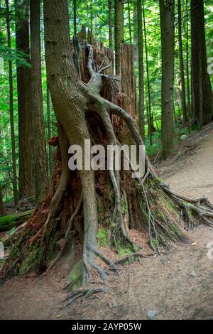 Aus der Krankenschwester wachsender Baum loggt sich in den Regenwäldern am westlichen Rand des Kaskadengebirges im Olallie State Park in der Nähe von North Bend, Washington St Stockfoto