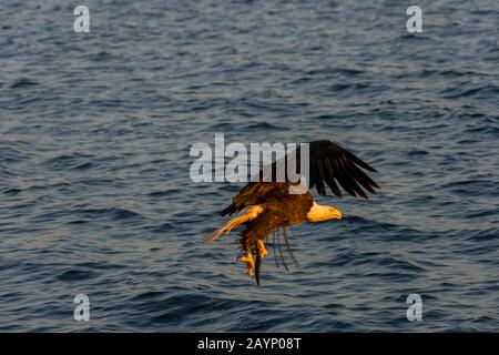 Ein balger Adler (Haliaetus leucocephalus) im Flug, der zum Fang eines Fisches kommt, in der Nähe von Baddeck am Bras d'Or Lake, Nova Scotia, Kanada. Stockfoto