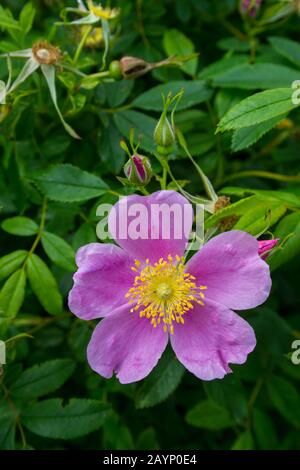 Weide Rose (Rosa Virginiana) entlang des Cabot Trail auf der Kap-Breton-Insel, Nova Scotia, Kanada. Stockfoto