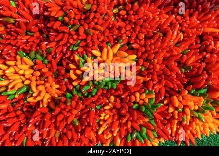 Bunte heiße Paprika als Hintergrund Stockfoto