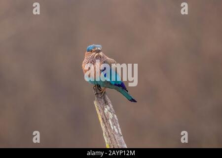 Indischer Roller oder blauer jay starrte die Besucher während der Dschungel-Safari im kabini, nagarhole Tiger-Reservat an Stockfoto