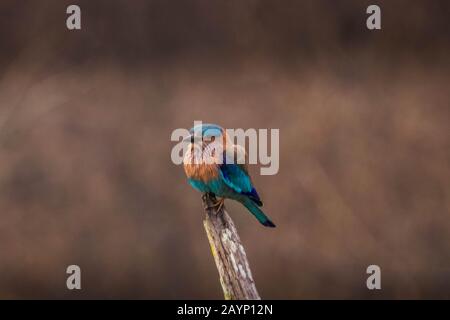 Indischer Roller oder blauer jay starrte die Besucher während der Dschungel-Safari im kabini, nagarhole Tiger-Reservat an Stockfoto