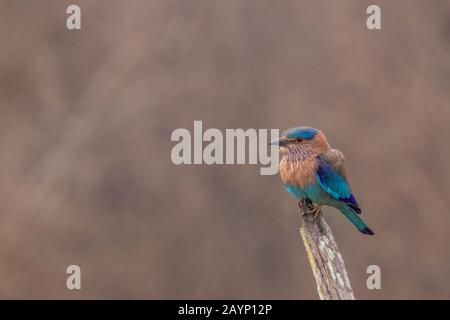 Indischer Roller oder blauer jay starrte die Besucher während der Dschungel-Safari im kabini, nagarhole Tiger-Reservat an Stockfoto