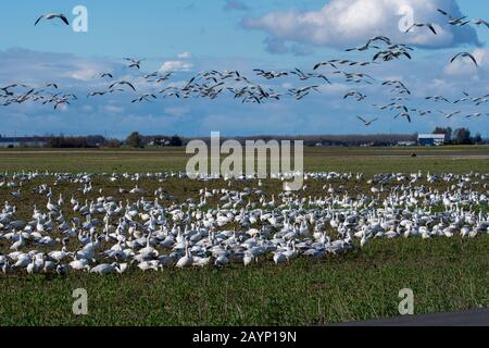 Eine Schar von Schnee-Gänsen (Chen caerulescens), die auf einem Feld im Skagit Valley in der Nähe von Mount Vernon, Washington State, USA, Pflanzen ernähren. Stockfoto