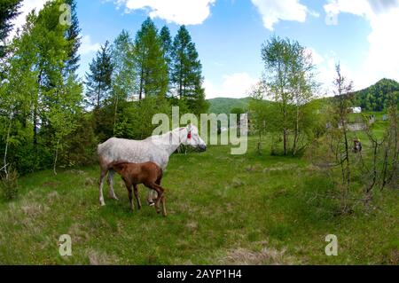Schöne Pferde weiden in den Quellbergen unter einer warmen Sonne auf dem Waldhintergrund Stockfoto