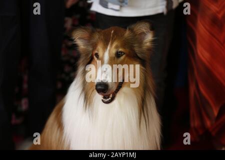 Berlin, Deutschland. Februar 2020. Berlin: Das Foto zeigt Lassi auf dem roten Teppich vor dem Zoopalast zur Weltpremiere von LASSI - EINE ABENTEUERLICHE REISE (Foto von Simone Kuhlmey/Pacific Press) Credit: Pacific Press Agency/Alamy Live News Stockfoto