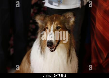 Berlin, Deutschland. Februar 2020. Berlin: Das Foto zeigt Lassi auf dem roten Teppich vor dem Zoopalast zur Weltpremiere von LASSI - EINE ABENTEUERLICHE REISE (Foto von Simone Kuhlmey/Pacific Press) Credit: Pacific Press Agency/Alamy Live News Stockfoto