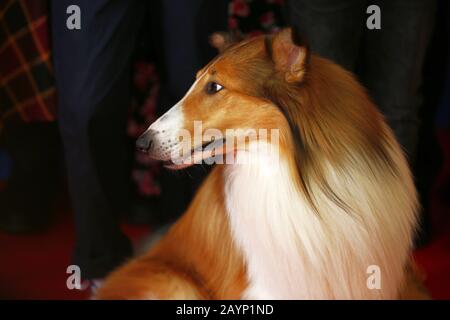 Berlin, Deutschland. Februar 2020. Berlin: Das Foto zeigt Lassi auf dem roten Teppich vor dem Zoopalast zur Weltpremiere von LASSI - EINE ABENTEUERLICHE REISE (Foto von Simone Kuhlmey/Pacific Press) Credit: Pacific Press Agency/Alamy Live News Stockfoto