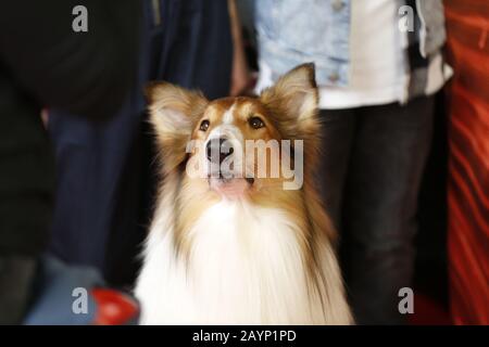 Berlin, Deutschland. Februar 2020. Berlin: Das Foto zeigt Lassi auf dem roten Teppich vor dem Zoopalast zur Weltpremiere von LASSI - EINE ABENTEUERLICHE REISE (Foto von Simone Kuhlmey/Pacific Press) Credit: Pacific Press Agency/Alamy Live News Stockfoto