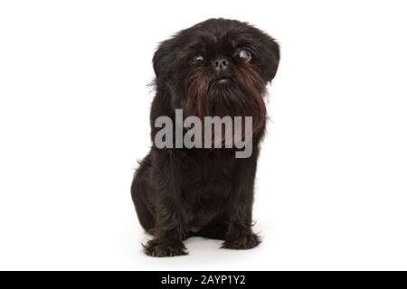 Hund des belgischen Griffon brütet, isoliert auf weißem Hintergrund Stockfoto