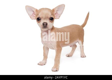 Kleine, beige Farbe Chihuahua Welpe isoliert auf weißem Hintergrund Stockfoto