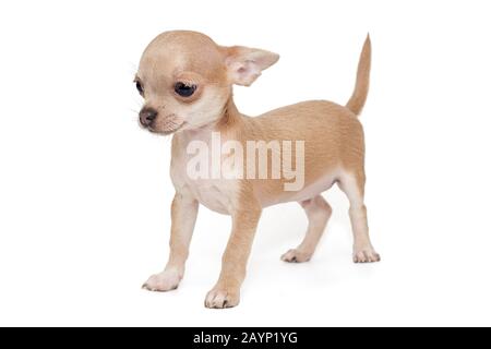Kleine, beige Farbe Chihuahua Welpe isoliert auf weißem Hintergrund Stockfoto