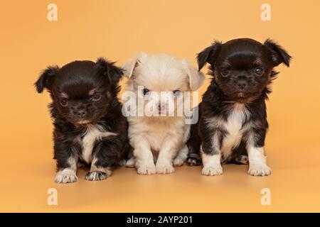 Drei kleine Chihuahua-Welpen auf gelbem Hintergrund Stockfoto
