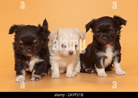 Drei kleine Chihuahua-Welpen auf gelbem Hintergrund Stockfoto