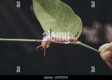 Eine Raupe auf einem Blatt, die Konzept Neubeginn, Heilung, positive Transformation und Leben zeigt Stockfoto