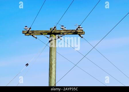 Ein Holzpfosten mit Kabeln gegen einen blauen Himmel. Stockfoto