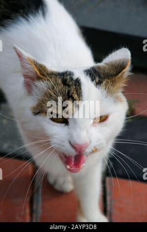 Die weiße Katze unikat Stockfoto