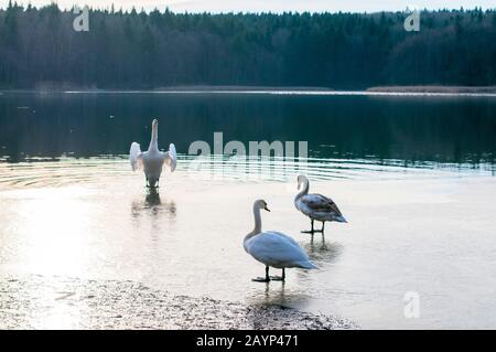 Schwäne auf einem eisigen See ruhen und schwimmen Stockfoto