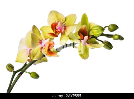 Schöne Phalaenopsis Orchidee isoliert auf weiß! Stockfoto