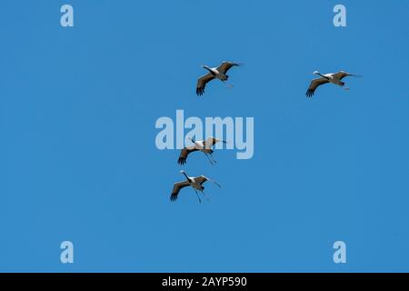 Demoisellenkran (Anthropoides virgo) auf dem Flug in der Nähe von Kharakhorum, der Mongolei. Stockfoto