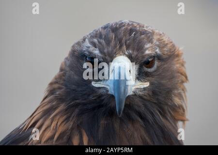 Porträt eines goldenen Adlers (Aquila chrysaetos) im Kloster Erdene Zuu in Kharakhorum (Karakorum), einem UNESCO-Weltkulturerbe in der Mongolei. Stockfoto