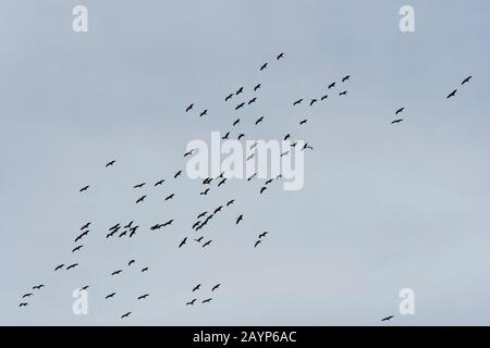 Demoisellenkran (Anthropoides virgo), der während ihrer Wanderung nach Süden über die Hongoryn-Els-Sanddünen in der Wüste Gobi in der südlichen Mongolei fliegt. Stockfoto