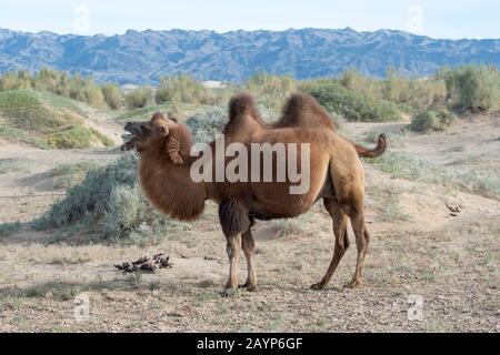 Baktrian Kamel, das unter Saxaul (Haloxylon Ammodendron) (manchmal auch saoul oder Saksaul genannt) auf den Hongoryn Els Sanddünen in der Gobi grast Stockfoto