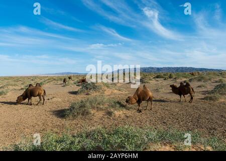 Baktrian-Kamele, die unter Saxaul (Haloxylon ammodendron) (manchmal auch saoul oder Saksaul genannt) auf den Hongoryn Els Sanddünen in der Gobi grasen Stockfoto