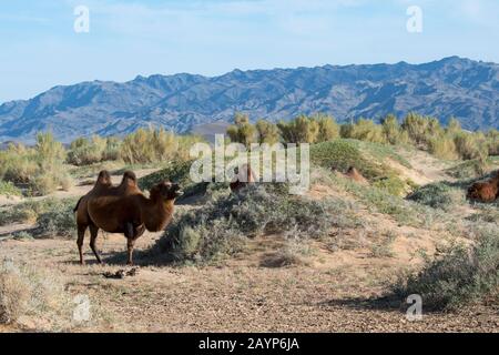 Baktrian-Kamele, die unter Saxaul (Haloxylon ammodendron) (manchmal auch saoul oder Saksaul genannt) auf den Hongoryn Els Sanddünen in der Gobi grasen Stockfoto