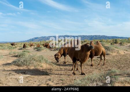 Baktrian-Kamele, die unter Saxaul (Haloxylon ammodendron) (manchmal auch saoul oder Saksaul genannt) auf den Hongoryn Els Sanddünen in der Gobi grasen Stockfoto