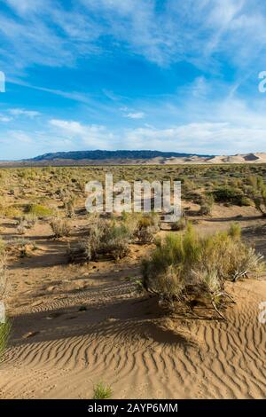 Saxaul Bäume (Haloxylon Ammodendron) (manchmal auch saoul oder Saksaul genannt) an den Hongoryn Els Sanddünen in der Wüste Gobi in der südlichen Mongolei. Stockfoto