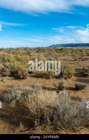 Saxaul Bäume (Haloxylon Ammodendron) (manchmal auch saoul oder Saksaul genannt) an den Hongoryn Els Sanddünen in der Wüste Gobi in der südlichen Mongolei. Stockfoto