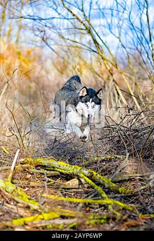 Spaß schöner sibirischer Husky-Hund im Wald Stockfoto