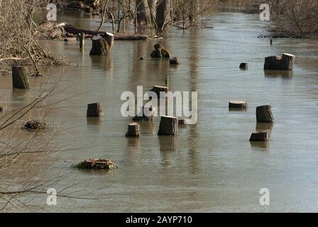 Flooding, Windsor, Berkshire, Großbritannien. Februar 2014. Die Themse platzt nach starken Regenfällen und überschwemmt Crown Land in Windsor. Kredit: Maureen McLean/Alamy Stockfoto