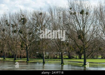 Flooding, Windsor, Berkshire, Großbritannien. Februar 2014. Die Themse platzt nach starken Regenfällen und überschwemmt Crown Land in Windsor. Kredit: Maureen McLean/Alamy Stockfoto